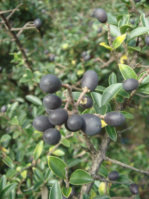 Ligustrum delavayanum fruit